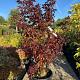 Lagerstroemia indica Container 230lt. 200/250cm.