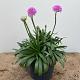 Armeria 'Sweet Dreams' 