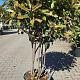Photinia serr. 'Crunchy' Meerstammig 
