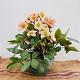 Helleborus Pink Frost Container 5lt.