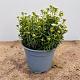 Iberis semp. 'Fischbeck' Container 1,3lt. 10/15cm.