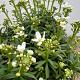 Iberis semp. 'Fischbeck' Container 1,3lt. 10/15cm.