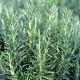 Rosmarinus officinalis Container 1,5lt. 15/20cm.