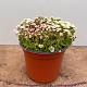 Saxifraga arendsii Container 1,3lt. 15/20cm.