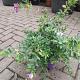 Polygala myrtifolia Container 7,5lt. 60/80cm.