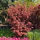 Acer pal. 'Jerry Schwartz' 