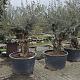 Olea europaea 'Bonsai' Container 285lt.