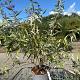 Caryopteris cland. 'Heavenly Blue' Container 5lt. 30/40 cm.