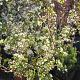 Malus 'Evereste' Swing Container 50lt. 180/200cm.