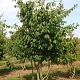 Parrotia persica Meerstammig Container 1000lt. 600cm.+