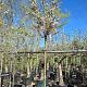 Prunus 'The Bride' Container 40lt. 14/16cm.