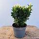 Euonymus jap. 'Paloma Blanca' Container 5lt. 30/35cm.