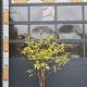 Sambucus nigra Meerstammig 