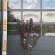 Prunus cer. 'Nigra' Meerstammig 
