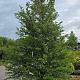 Styrax japonicus 'Snow Cone' 