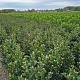 Ilex meserveae 'Heckenpracht' 
