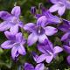 Campanula portenschlagiana 