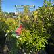 Pieris japonica 'Forest Flame' Container 10lt.