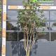 Sorbus 'Dodong' Meerstammig 