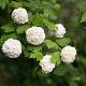 Viburnum opulus Container 7,5lt. 80/100cm.