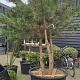 Pinus nigra Meerstammig Container 160lt. 300/350cm.