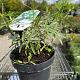 Choisya 'Aztec Pearl' Container 5lt. 20/25cm.