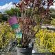 Enkianthus campanulatus Container 5lt. 40/60cm.