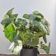 Farfugium japonicum giganteum 