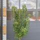 Cotinus cog. 'Flamissio 