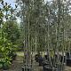 Quercus ilex Meerstammig LETRA F