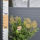 Cotinus cog. 'Young Lady' 