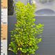 Cotinus cog. Golden Spirit 