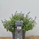 Nepeta 'Sylvester Blue' 