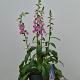 Digitalis grandiflora 