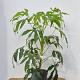 Fatsia polycarpa 'Needham's Form' 