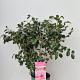 Camellia jap. 'Winter Perfume Pink' 