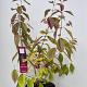 Callicarpa bod. 'Magical Purple Gaint' 