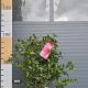 Camellia wil. 'Volunteer' 
