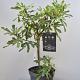 Ficus car. 'Little Miss Figgy' 