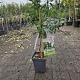 Prunus dulcis 