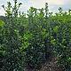 Ilex meserveae 'Heckenstar' 