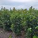 Ilex meserveae 'Heckenblau' 