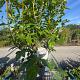 Viburnum tinus Container 3lt. 50/60cm.