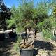 Pinus sylvestris Meerstammig Container 35lt. 100/120cm.