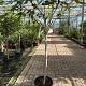 Ficus carica 'Brown Turkey' Container 30lt Stam 80cm.
