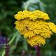 Achillea 'Coronation Gold' Pot 9cm.