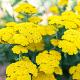 Achillea 'Moonshine' Pot 9cm.