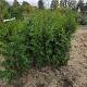 Thuja occ. 'Brabant' Kluit 125/150cm.