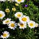 Aster alpinus 'Albus' Pot 9cm.