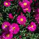 Aster (D) 'Jenny' Pot 9cm.